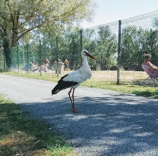 Belle Riviere مكان تخييم